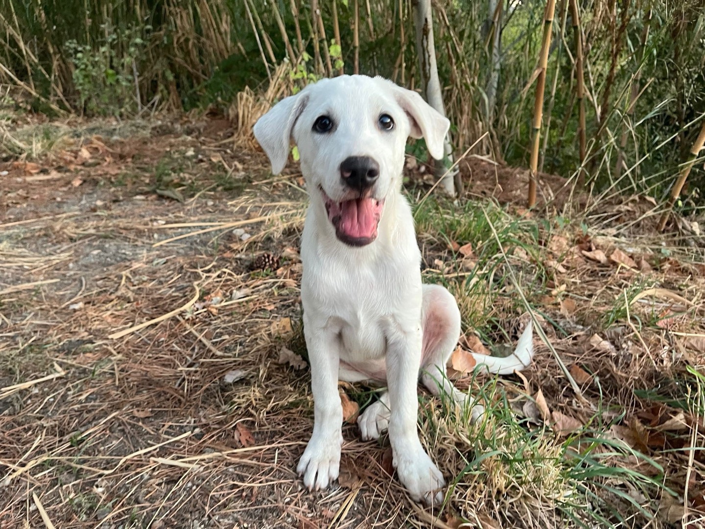 Adotta un cane, taglia grande, maschio, Catanzaro