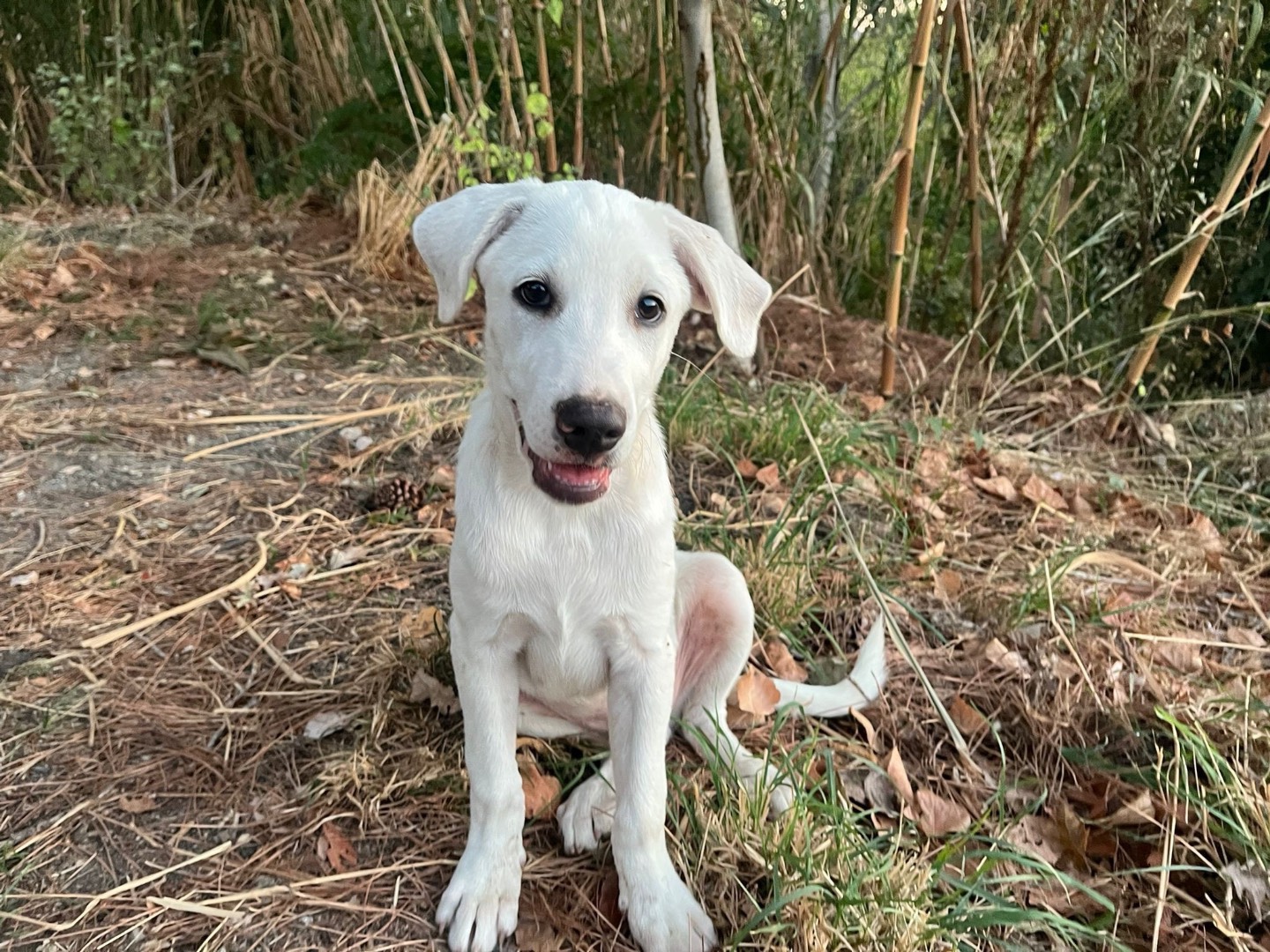 Vuoi adottare un cane a Catanzaro?