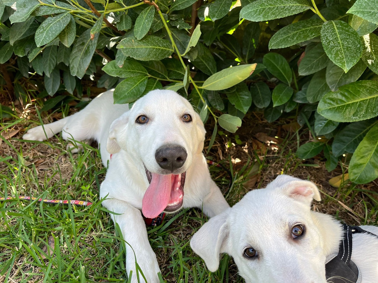 Vuoi adottare un cane a Como?