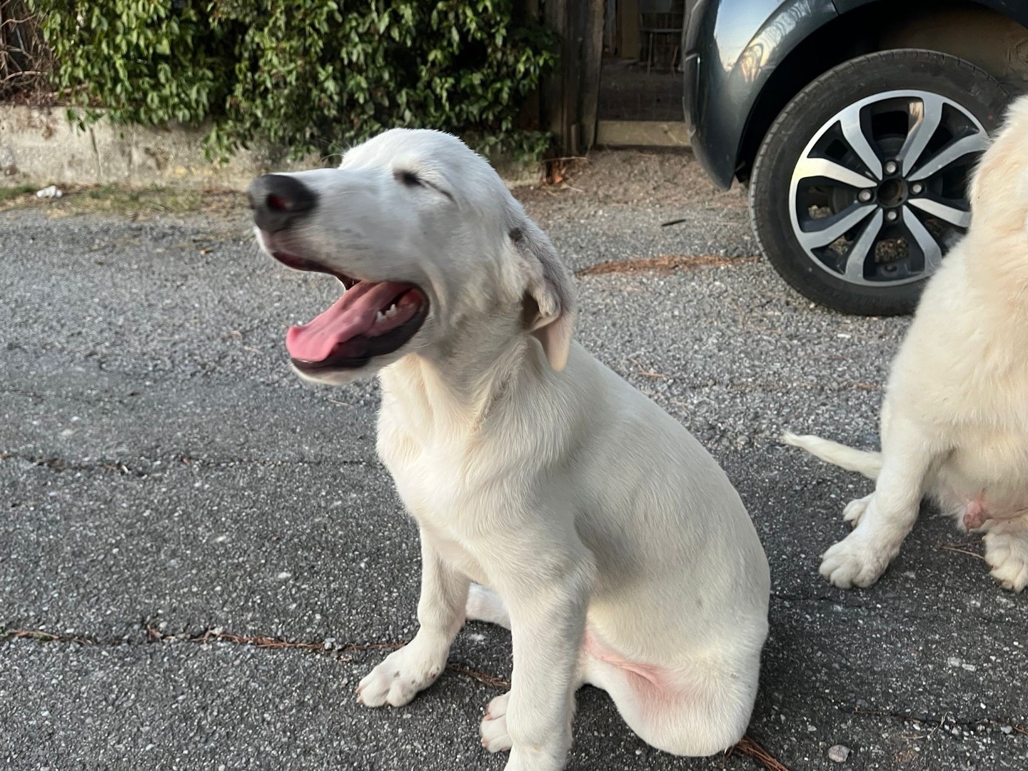 Adotta il cane Chase a Como