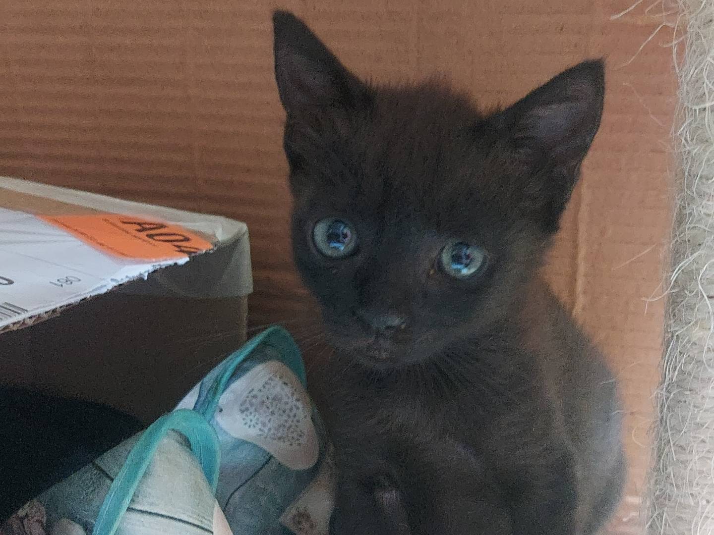 Adozione gatto, femmina, Razza sconosciuta Razza sconosciuta, 2 mesi, taglia non valida, Bologna