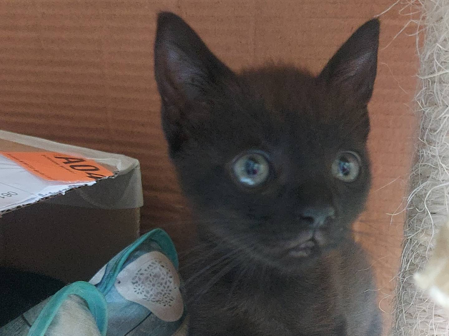 Adotta un gatto, femmina, 2 mesi, Bologna
