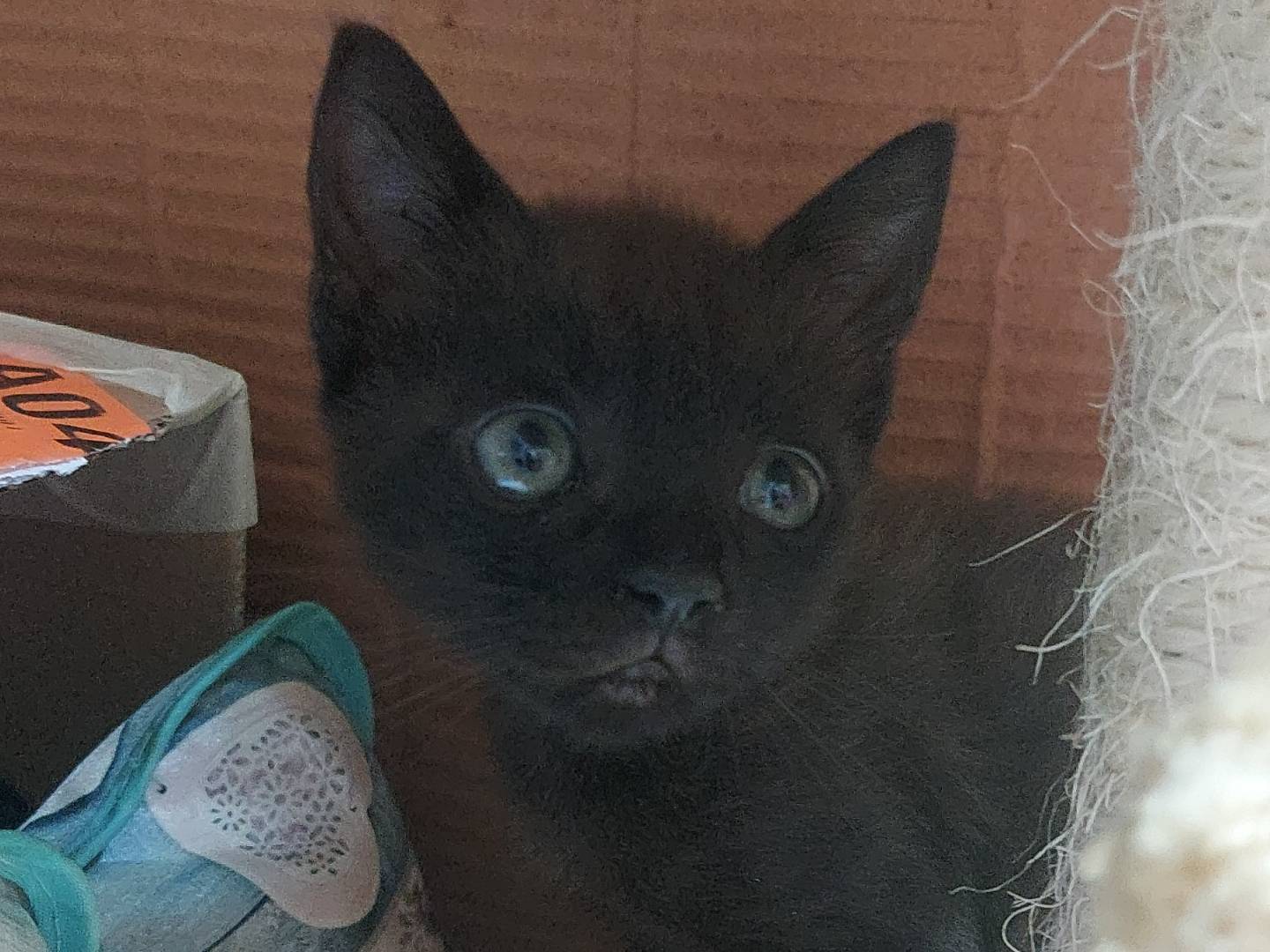 Adotta un gatto, taglia non valida, femmina, Bologna
