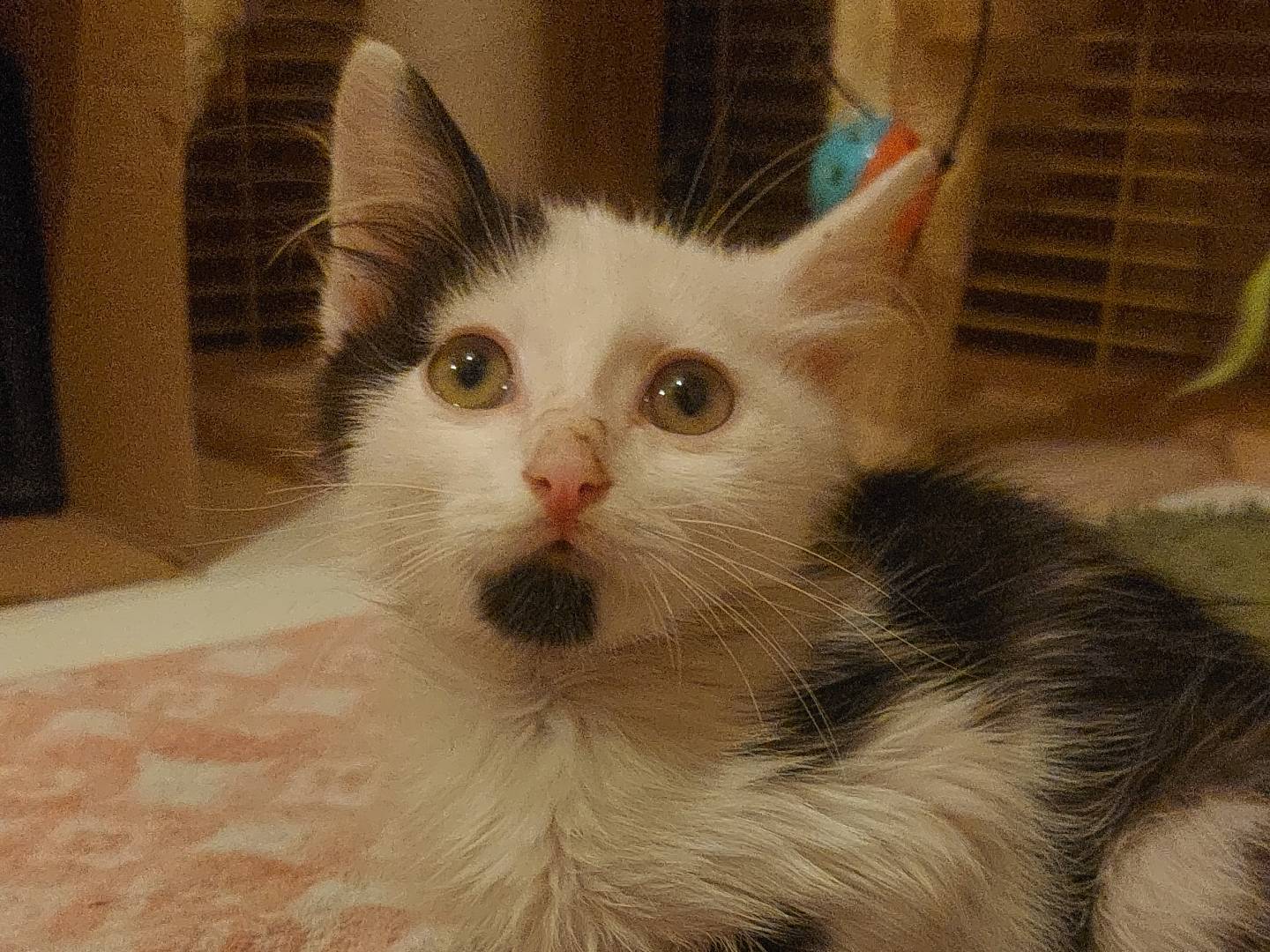 Adozione gatto, maschio, Razza sconosciuta Razza sconosciuta, 2 mesi, taglia non valida, Milano