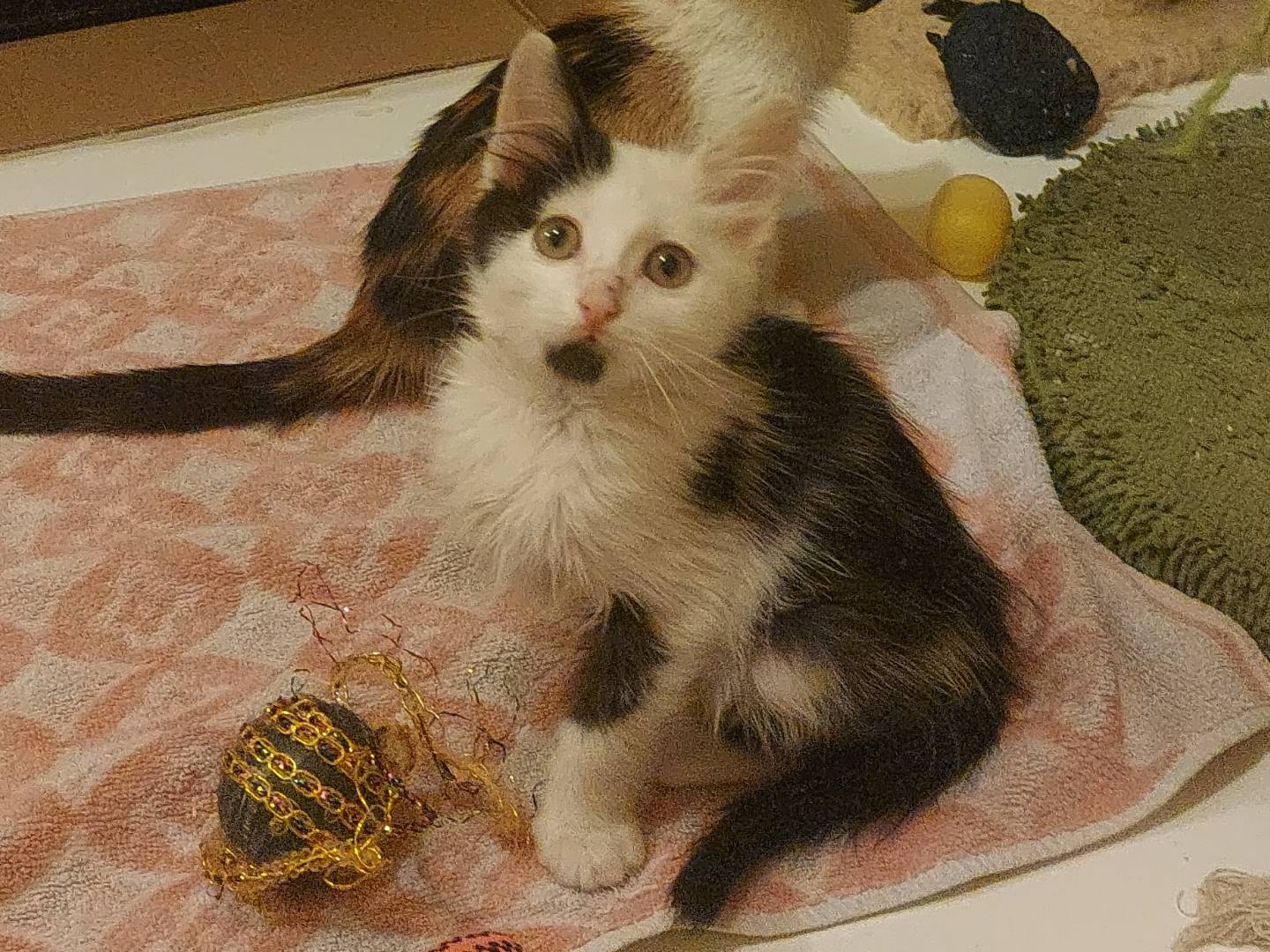 Adotta un gatto, maschio, 2 mesi, Milano