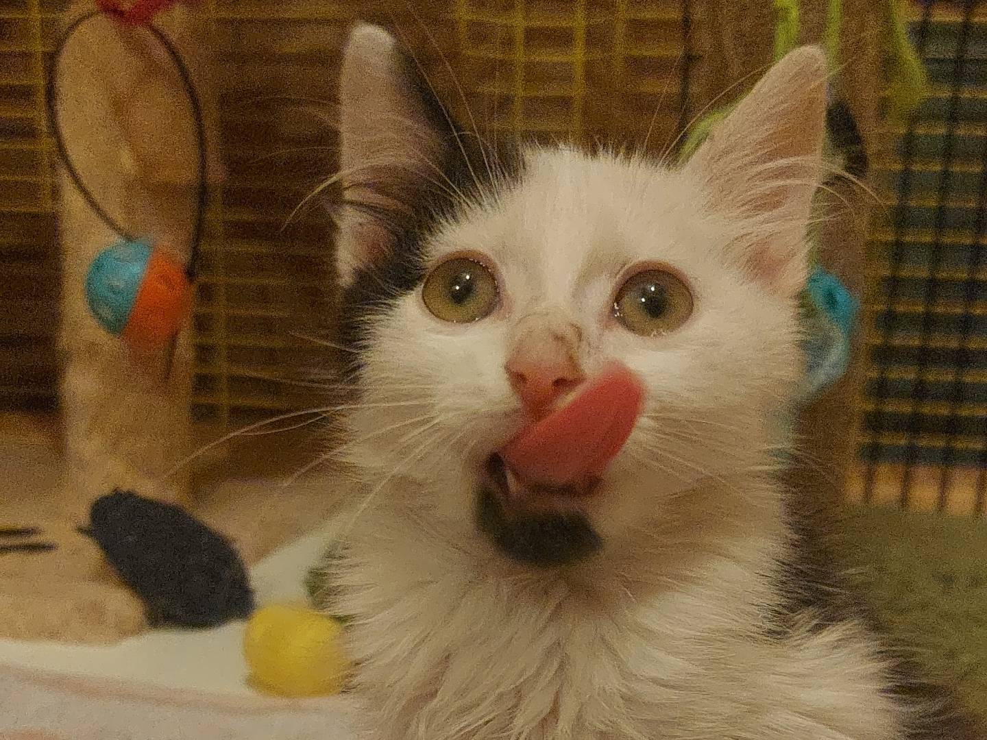 Adotta un gatto, taglia non valida, maschio, Milano