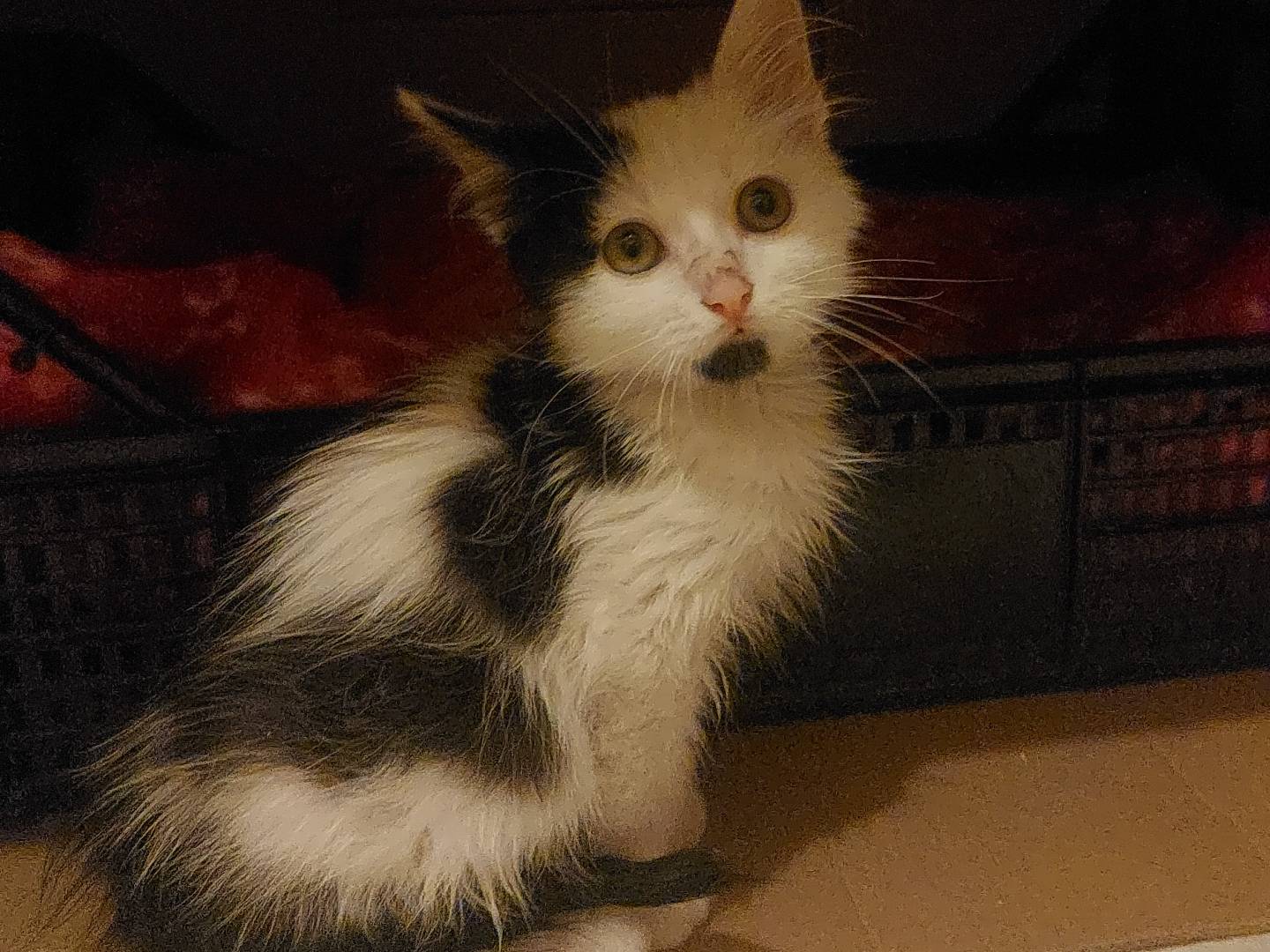 Vuoi adottare un gatto a Milano?