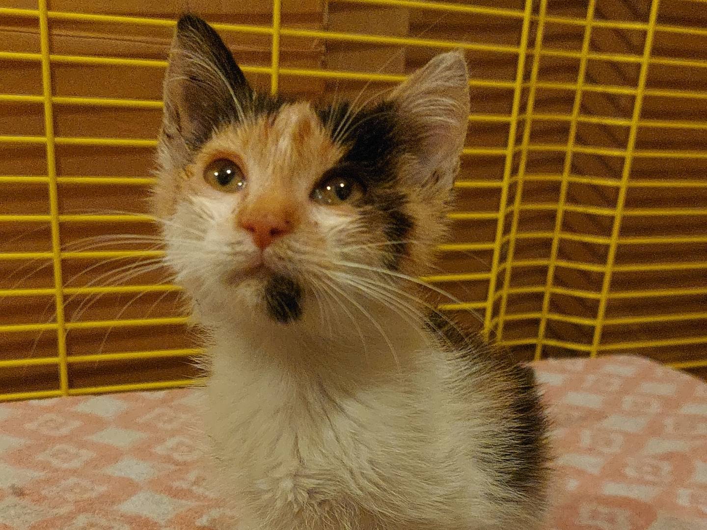 Vuoi adottare un gatto a Monza?