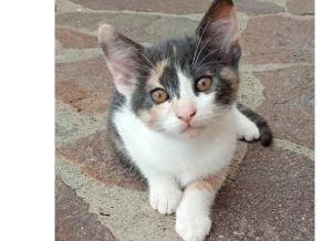Adozione gatto, femmina, Razza sconosciuta Razza sconosciuta, 3 mesi, taglia non valida, Latina