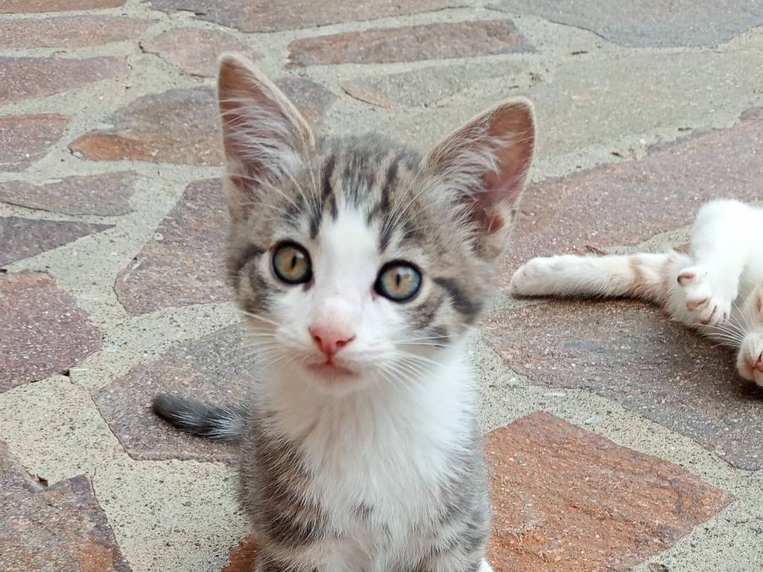 Adozione gatto, maschio, Razza sconosciuta Razza sconosciuta, 4 mesi, taglia non valida, Latina