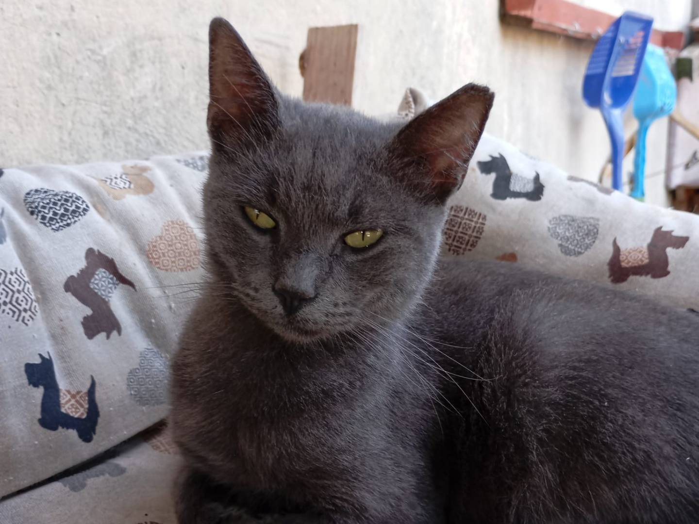 Adozione gatto, femmina, Razza sconosciuta Razza sconosciuta, 2 anni e 10 mesi, taglia non valida, Latina