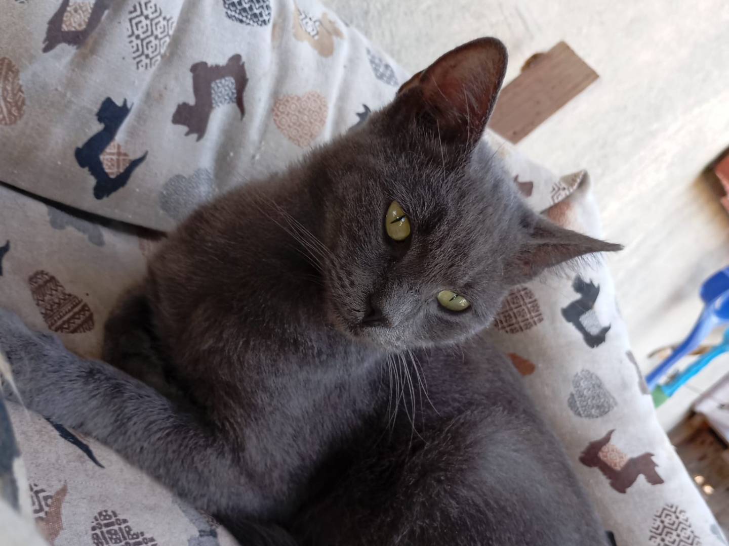 Adotta un gatto, femmina, 2 anni e 10 mesi, Latina