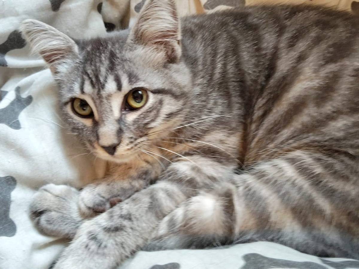 Adozione gatto, femmina, Razza sconosciuta Razza sconosciuta, 3 mesi, taglia non valida, Vicenza