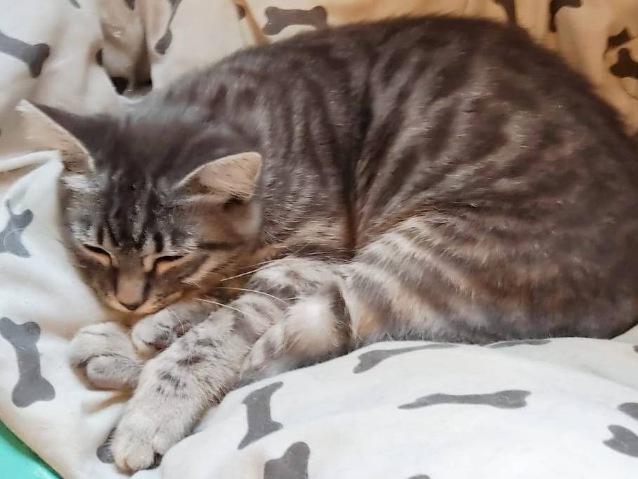 Adotta un gatto, femmina, 3 mesi, Vicenza