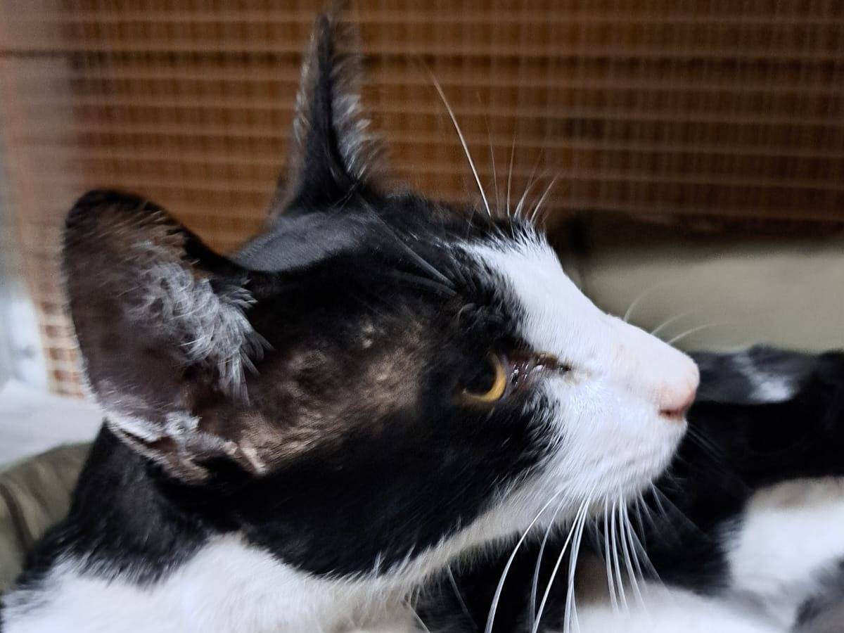 Adozione gatto, maschio, Orientale  Razza sconosciuta, 6 anni e 11 mesi, taglia non valida, Milano