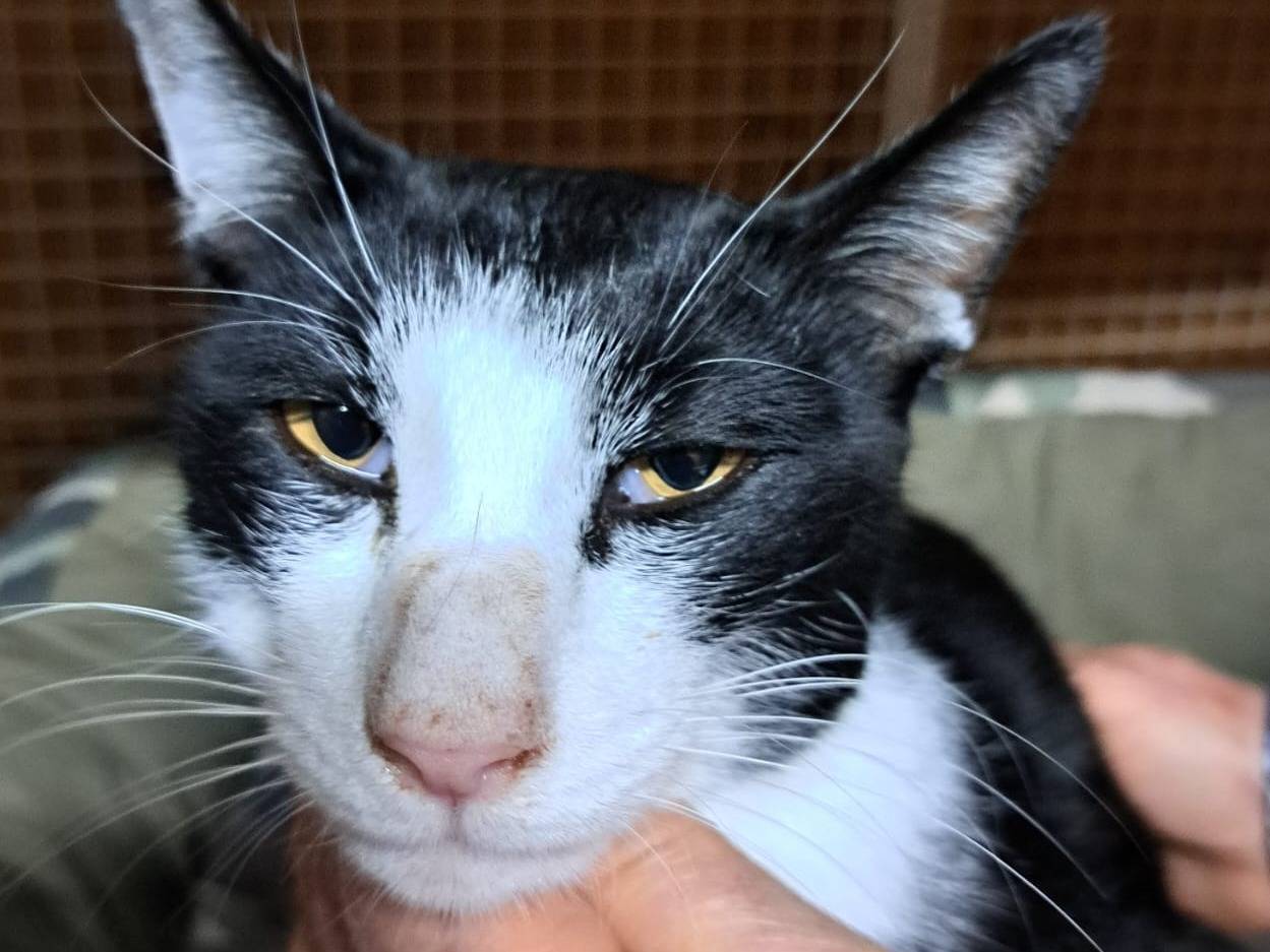 Adotta un gatto, maschio, 6 anni e 11 mesi, Milano