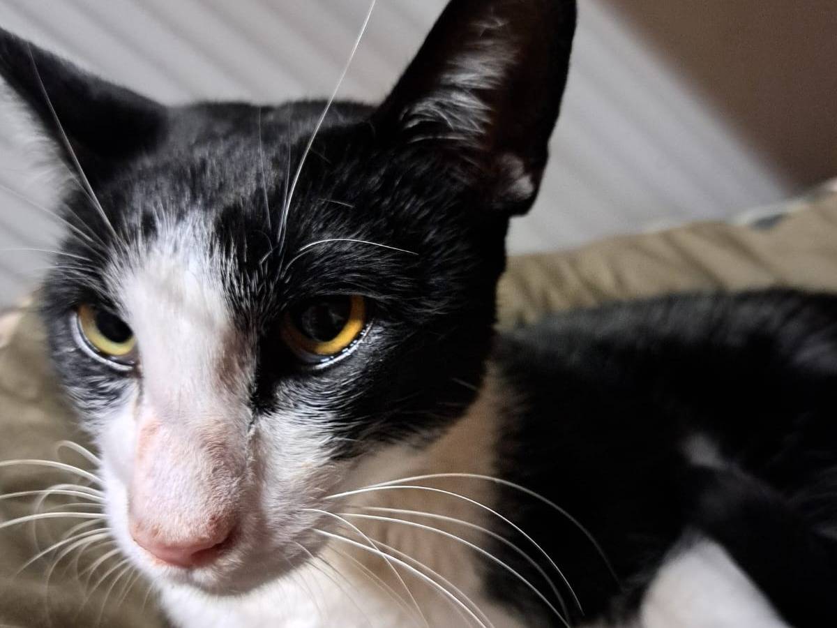 Adotta un gatto, taglia non valida, maschio, Milano