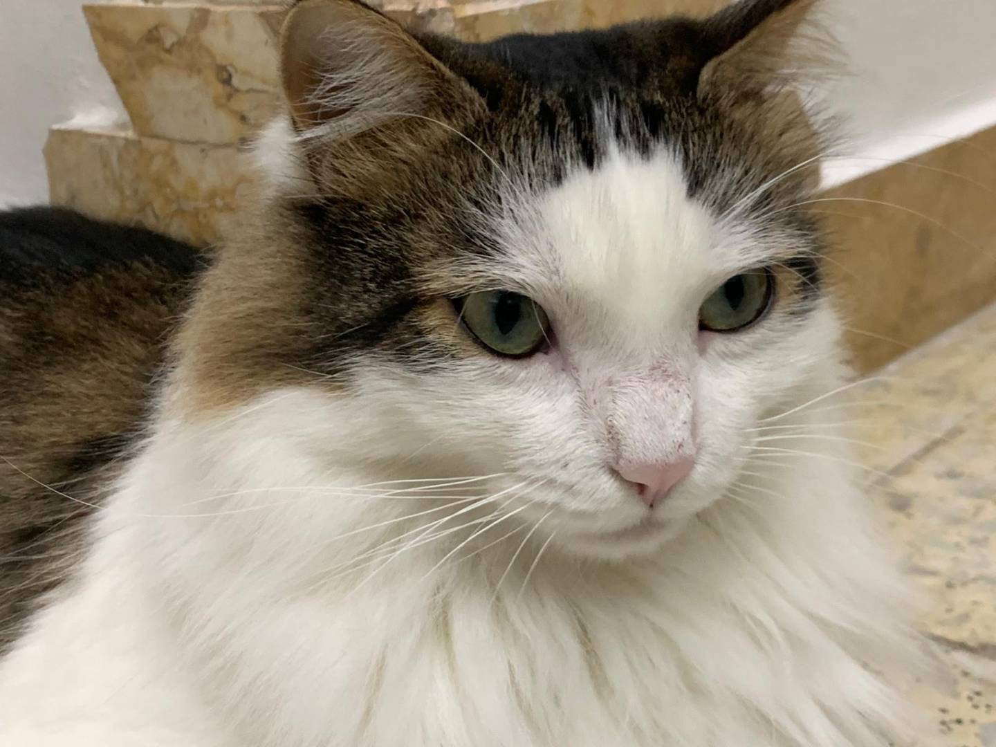 Adozione gatto, maschio, Razza sconosciuta Razza sconosciuta, 2 anni, taglia non valida, Latina