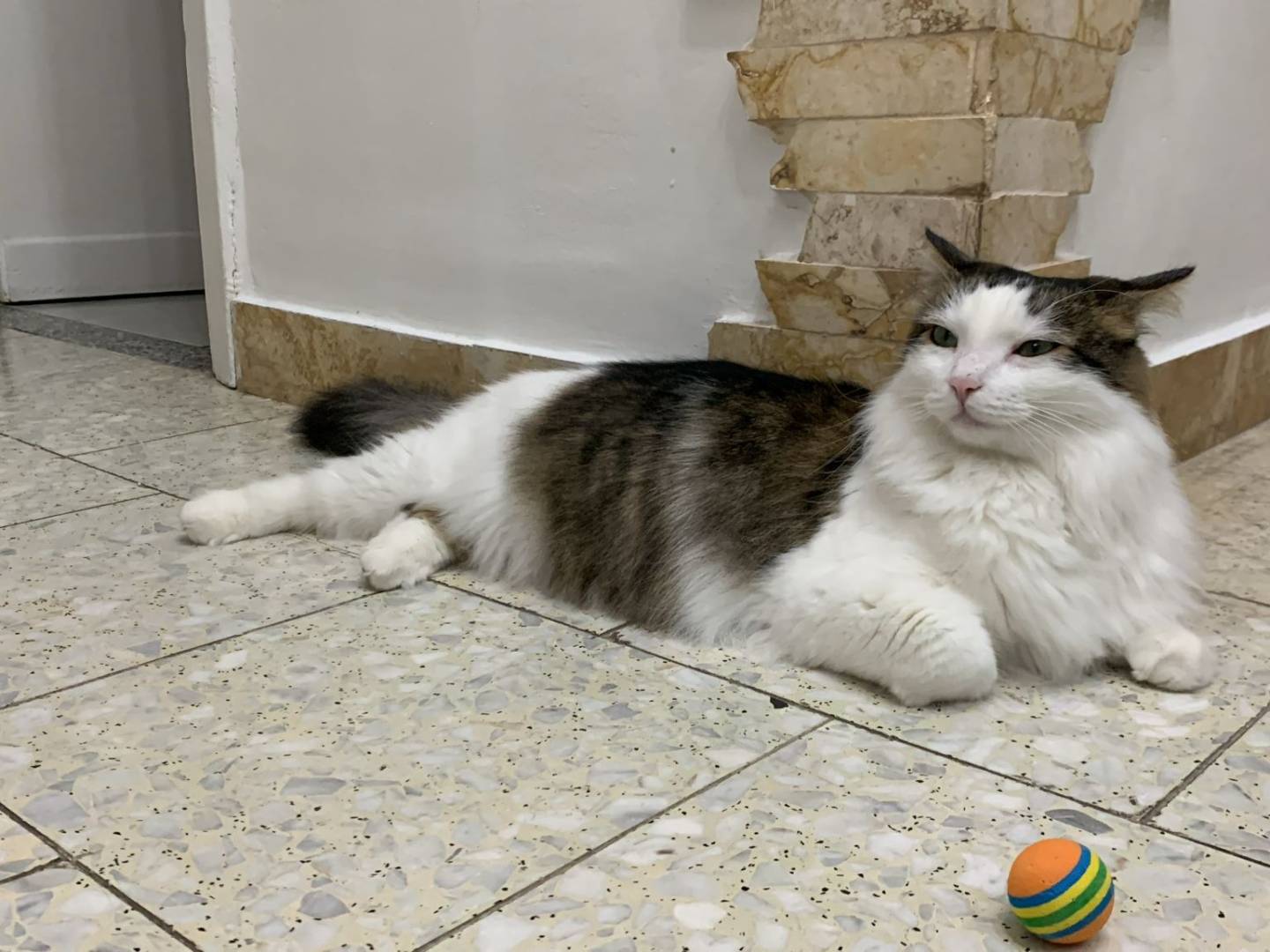 Adotta un gatto, maschio, 2 anni, Latina
