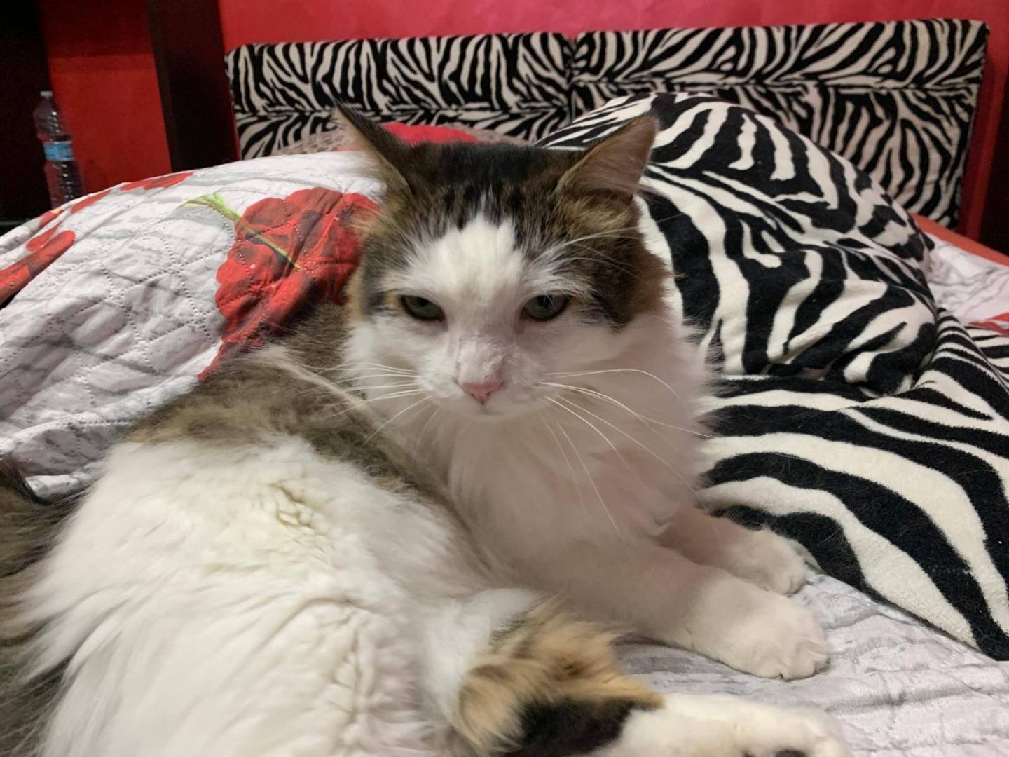 Adotta un gatto, taglia non valida, maschio, Latina