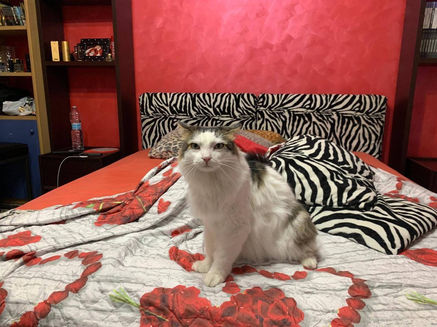 Adotta il gatto Fiocco a Latina