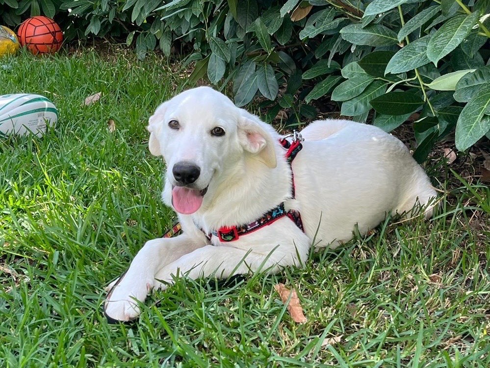 Vuoi adottare un cane a Torino?