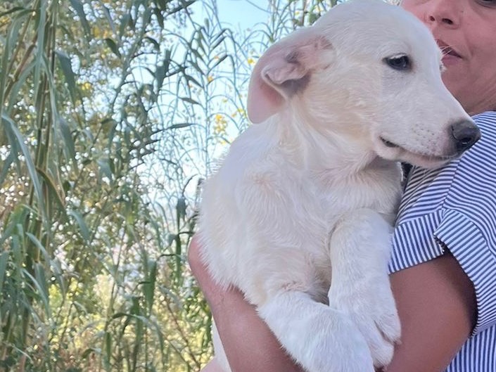 Adotta il cane Chase a Torino