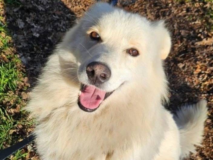 Adozione cane, maschio, Razza sconosciuta Razza sconosciuta, 4 anni e 4 mesi, taglia media, Novara
