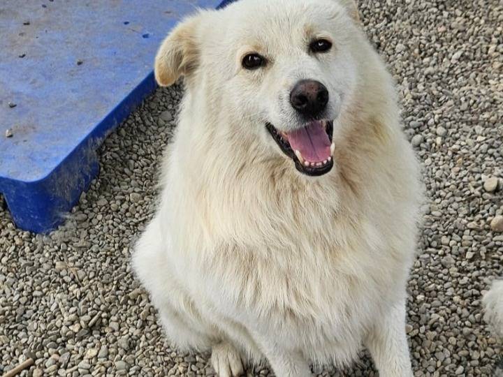 Adotta un cane, maschio, 4 anni e 4 mesi, Novara