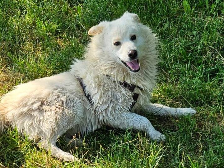 Adotta un cane, taglia media, maschio, Novara