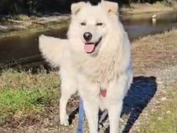 Adotta il cane Bubu a Novara