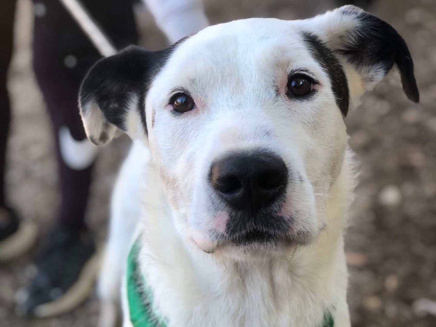 Adozione cane, maschio, Razza sconosciuta Razza sconosciuta, 2 anni e 5 mesi, taglia media, Latina