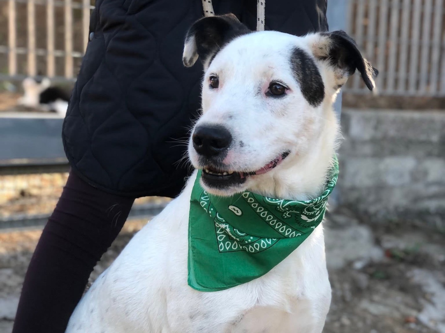 Adotta un cane, maschio, 2 anni e 5 mesi, Latina