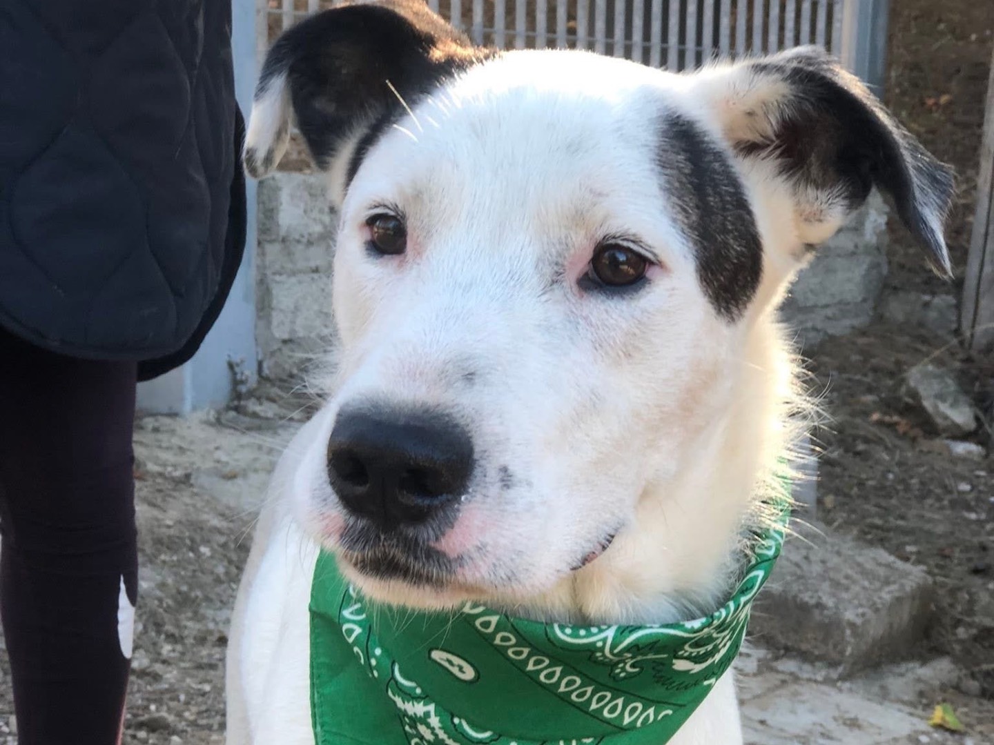 Adotta un cane, taglia media, maschio, Latina