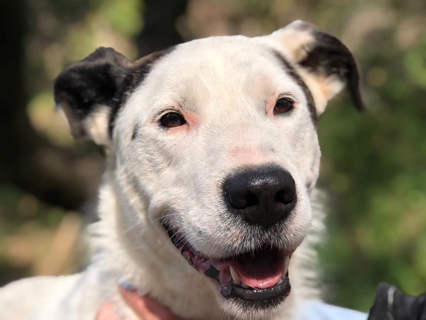 Vuoi adottare un cane a Latina?