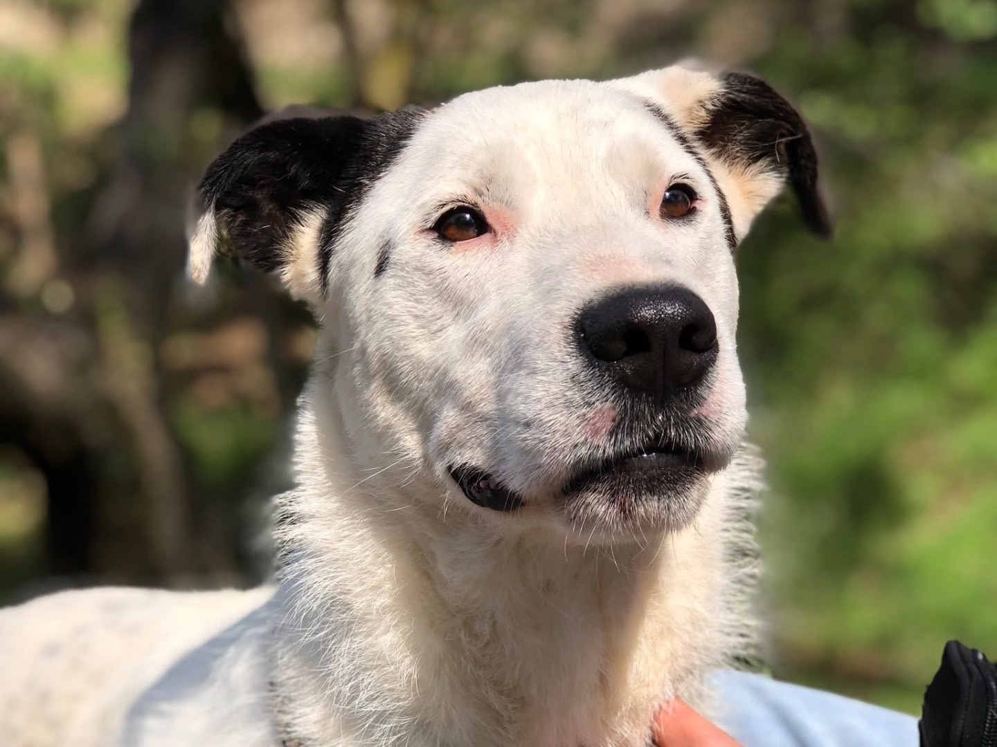 Adotta il cane Stracciatella a Latina