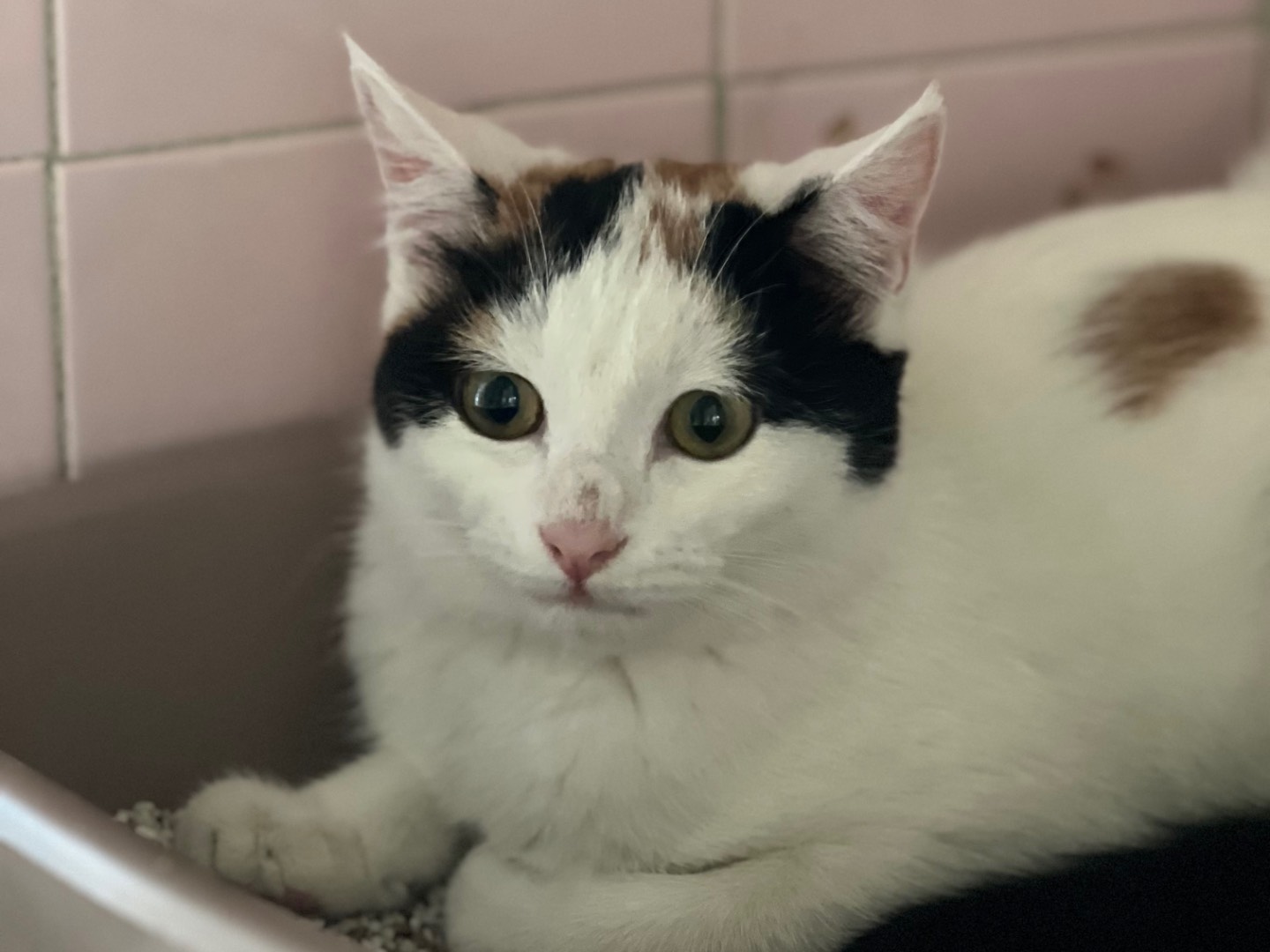 Adozione gatto, femmina, Razza sconosciuta Razza sconosciuta, 7 mesi, taglia non valida, Milano