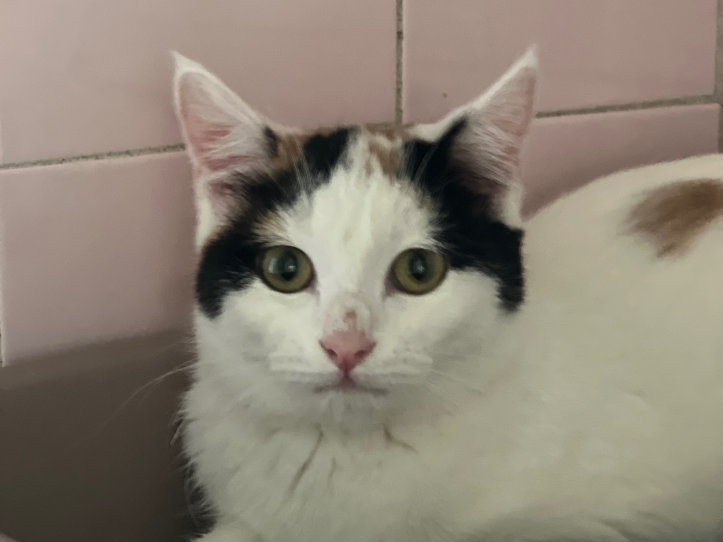 Adotta un gatto, femmina, 7 mesi, Milano