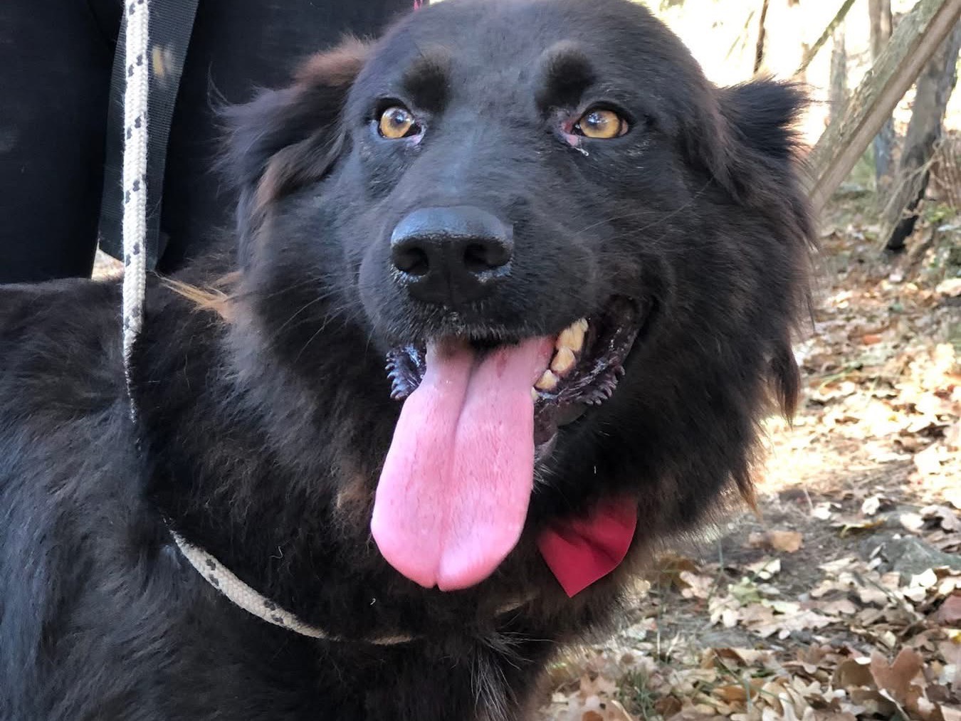 Adozione cane, femmina, Razza sconosciuta Razza sconosciuta, 2 anni e 9 mesi, taglia media, Latina