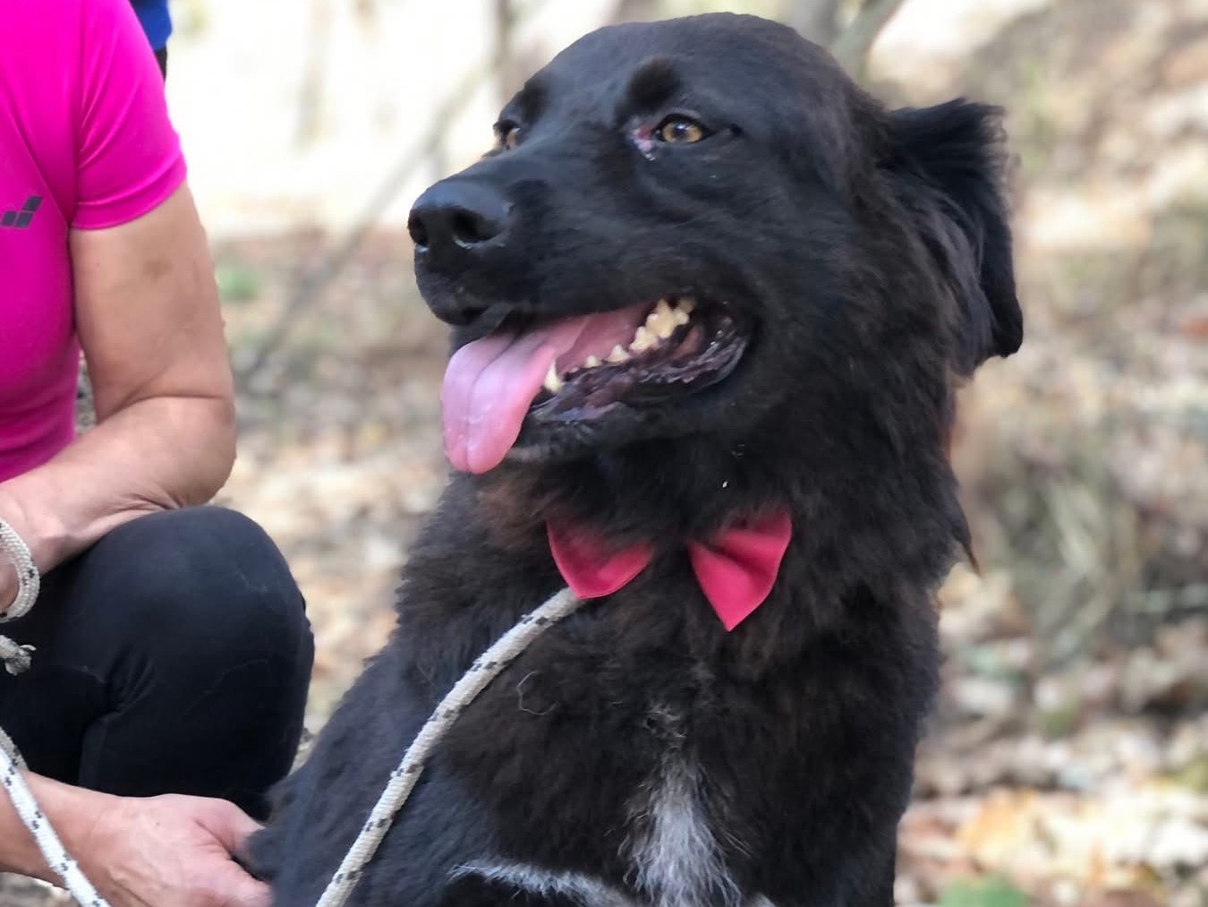 Adotta un cane, femmina, 2 anni e 9 mesi, Latina