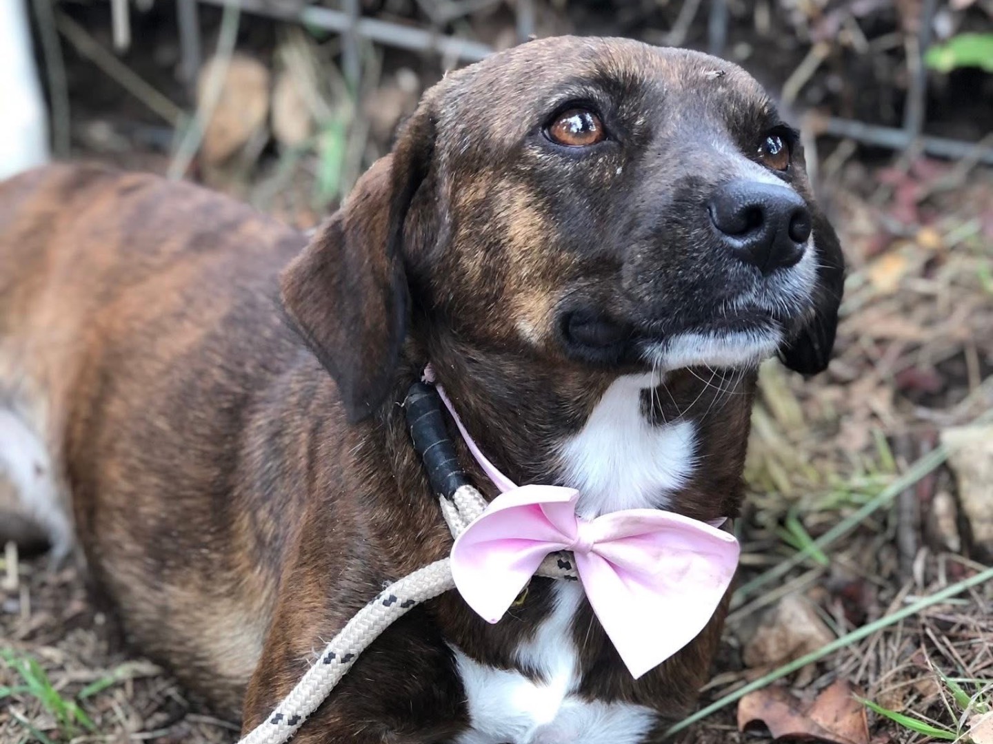 Vuoi adottare un cane a Latina?