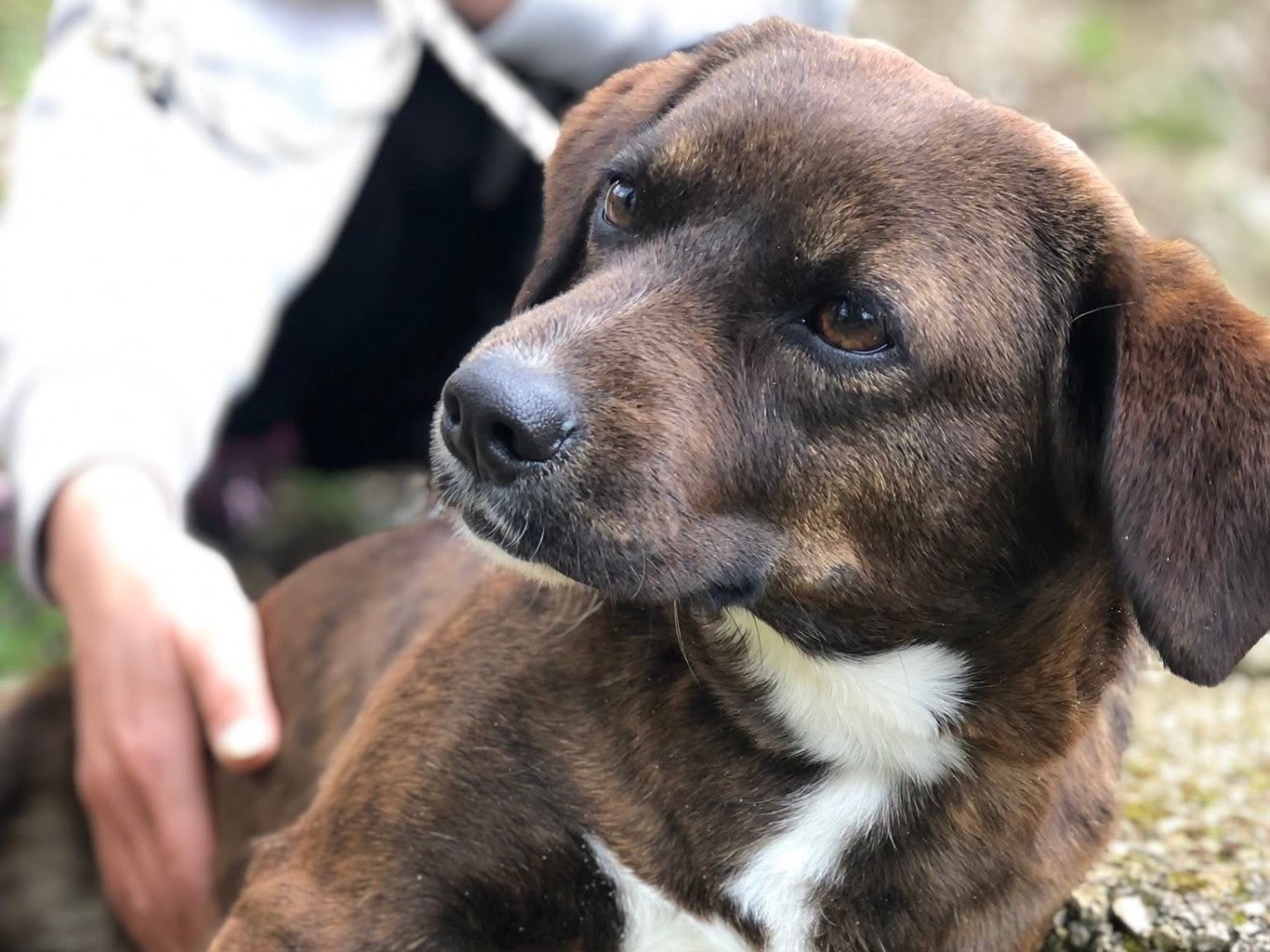 Adotta il cane Gioia a Latina