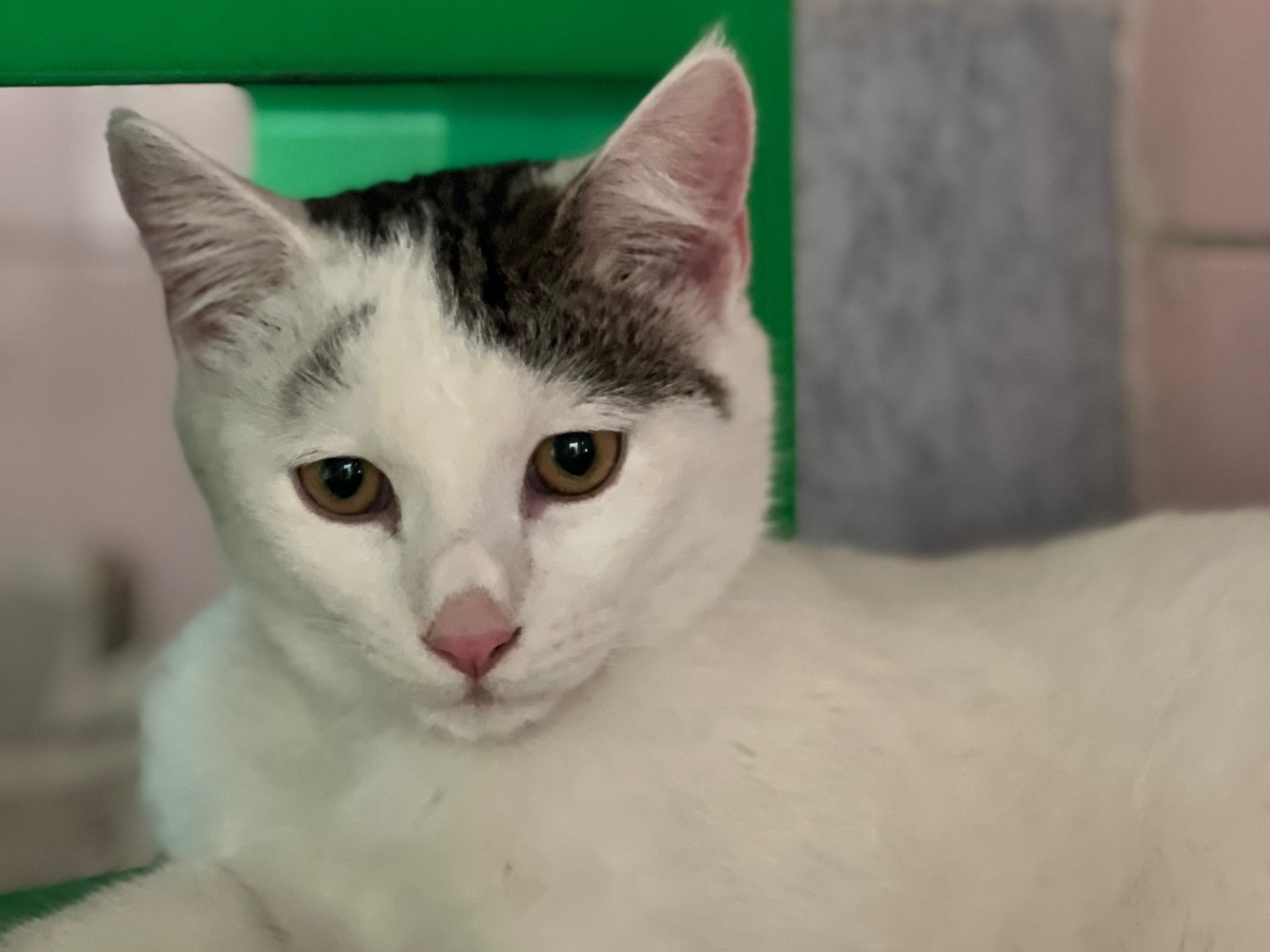 Adozione gatto, maschio, Razza sconosciuta Razza sconosciuta, 7 mesi, taglia non valida, Milano