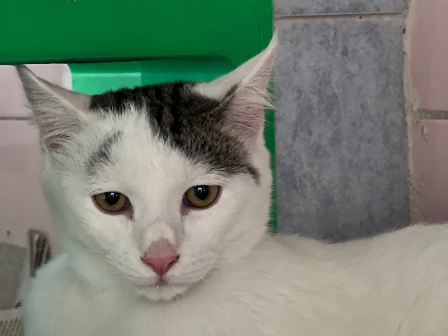 Adotta un gatto, maschio, 7 mesi, Milano