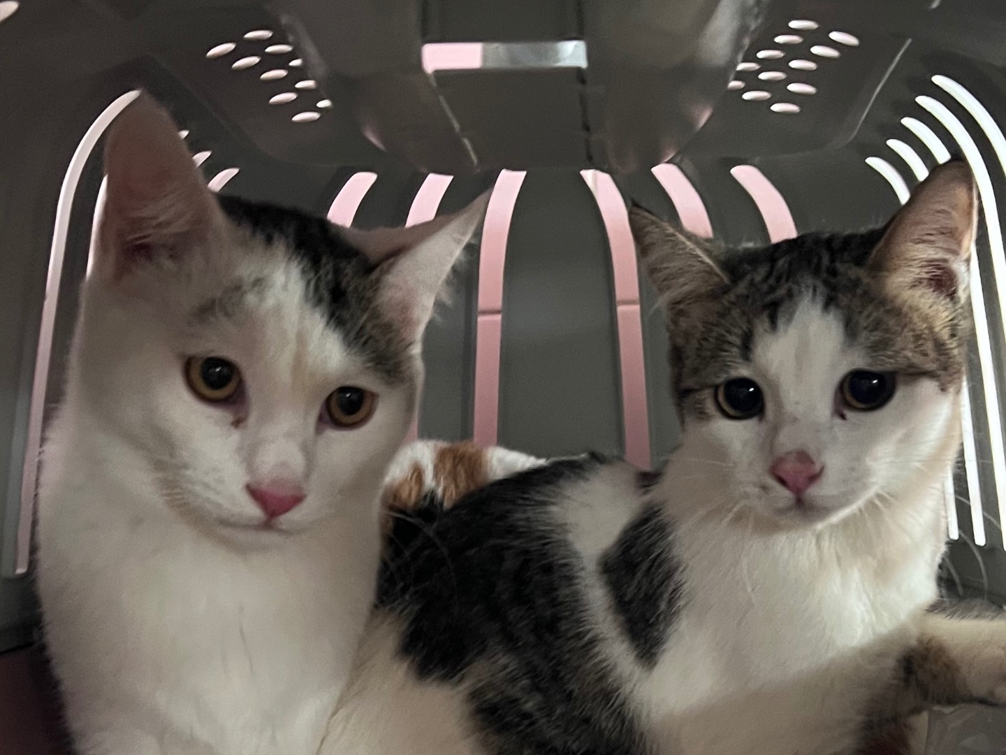 Adotta un gatto, taglia non valida, maschio, Milano
