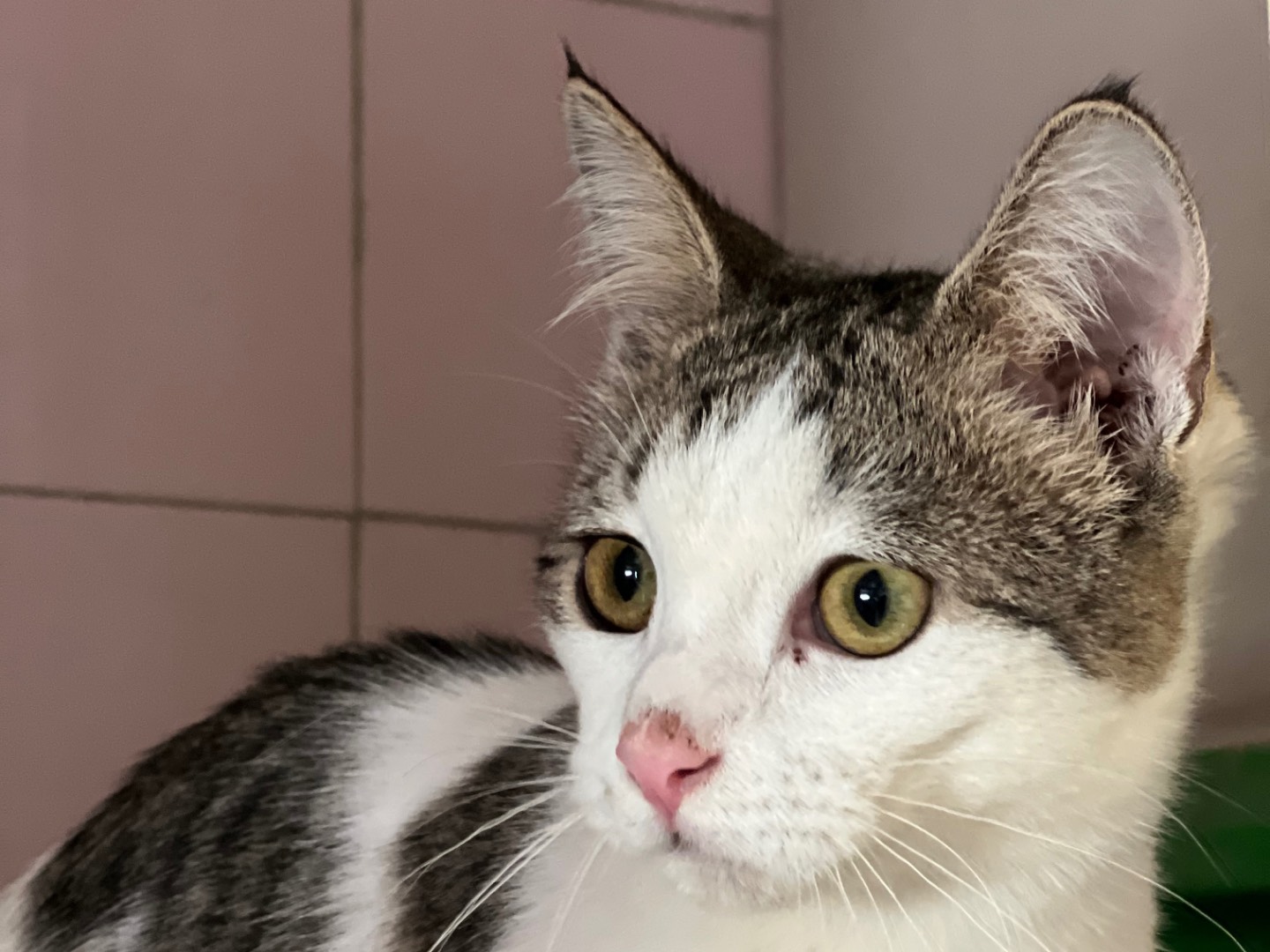 Adozione gatto, femmina, Razza sconosciuta Razza sconosciuta, 7 mesi, taglia non valida, Milano