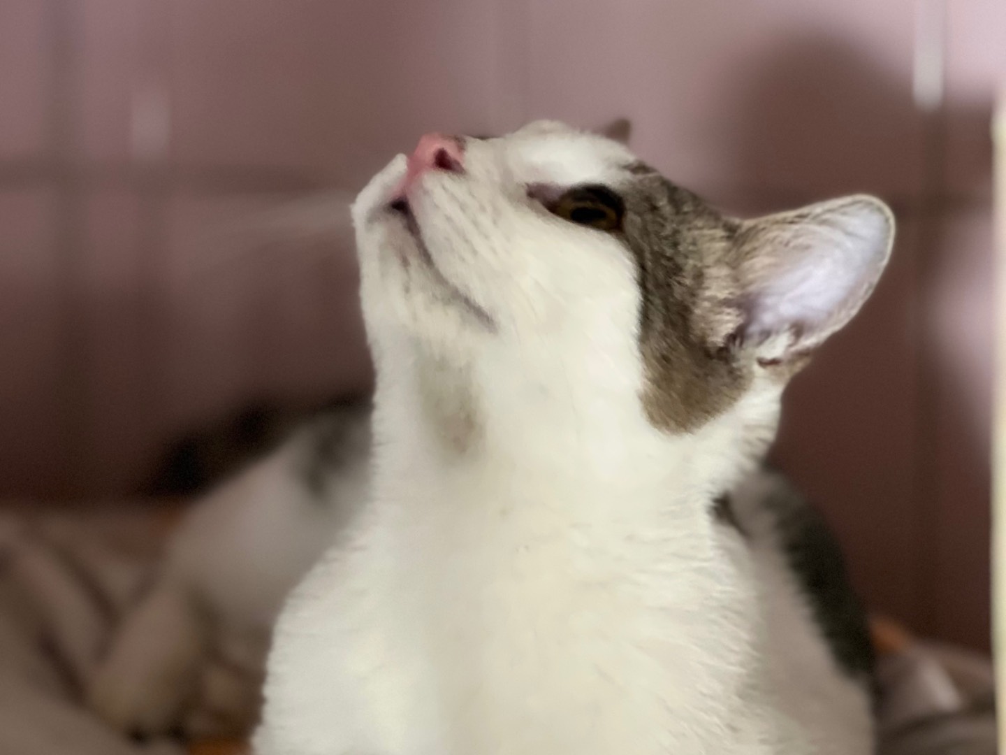 Adotta un gatto, femmina, 7 mesi, Milano