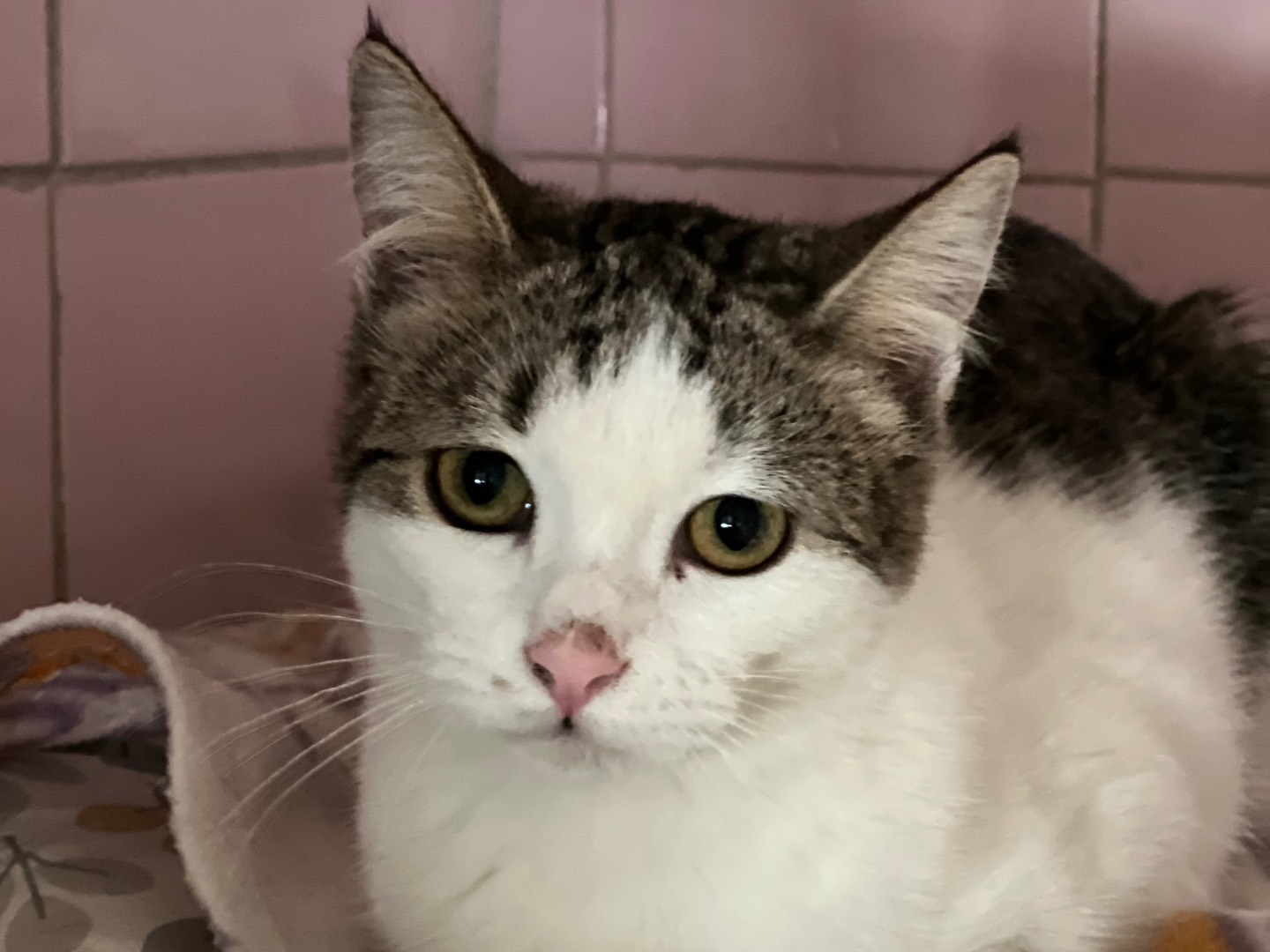 Adotta un gatto, taglia non valida, femmina, Milano