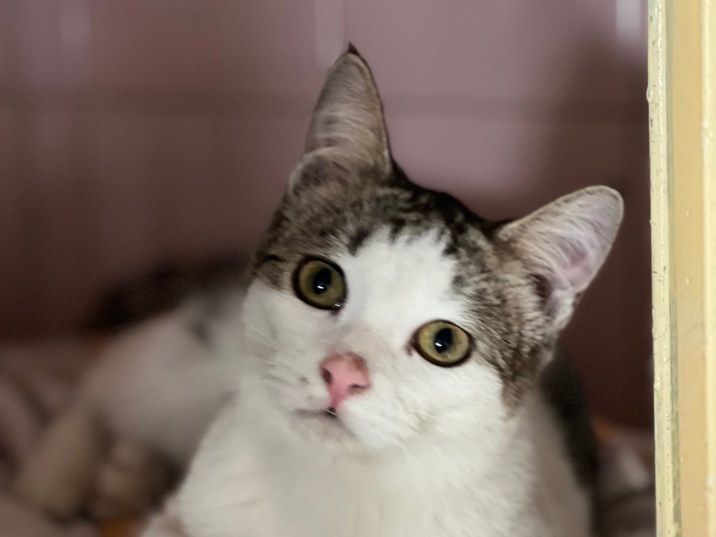 Vuoi adottare un gatto a Milano?