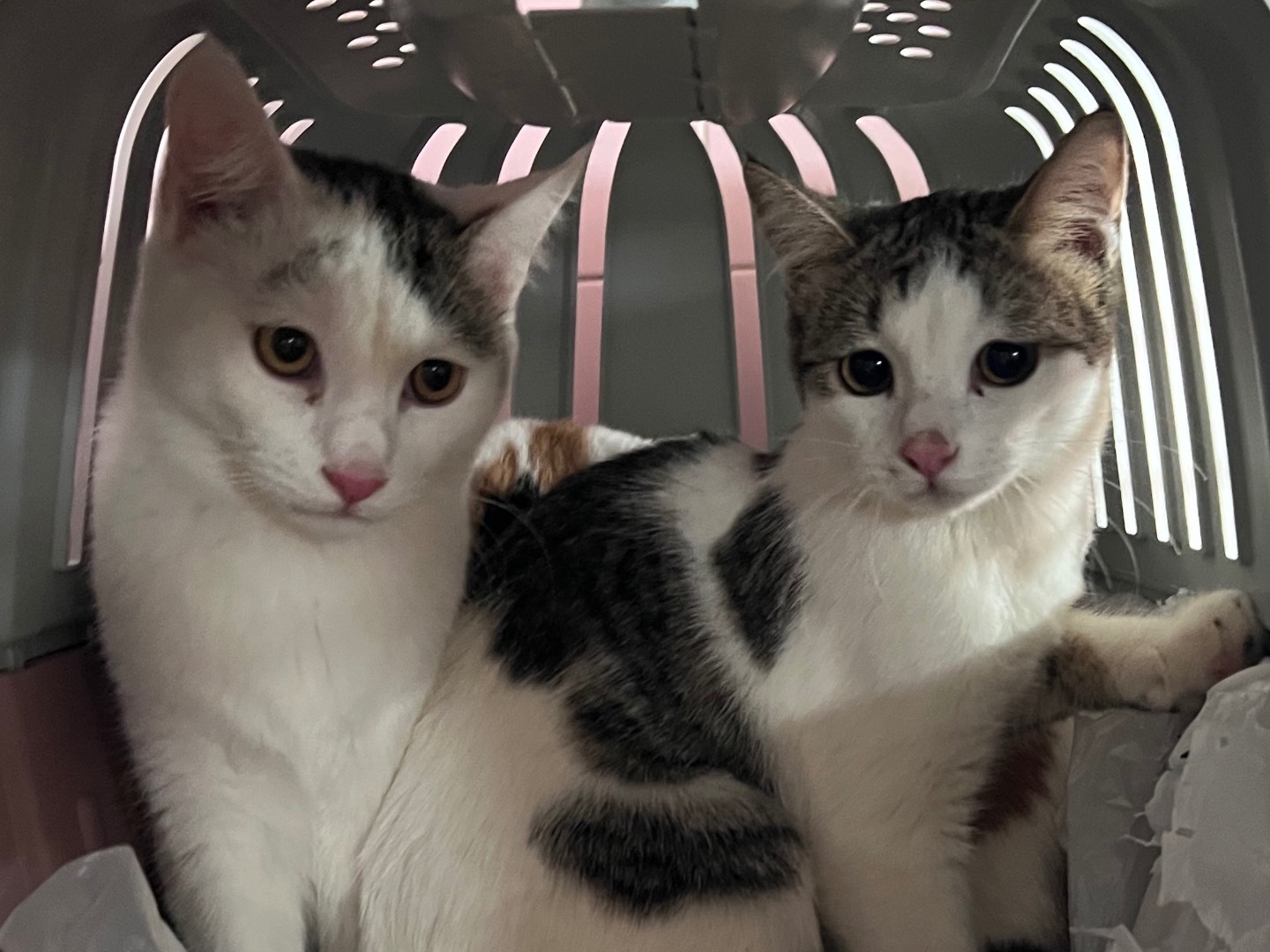 Adotta il gatto Lolita a Milano